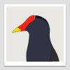 Dusky Moorhen
