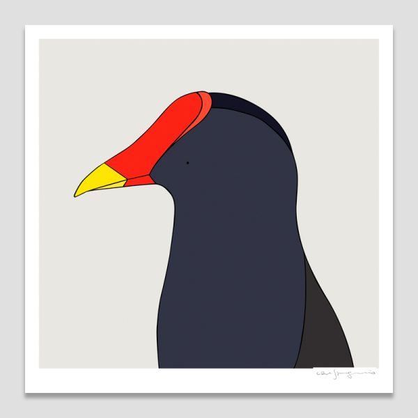 Dusky Moorhen