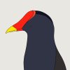 Dusky Moorhen - Image 3