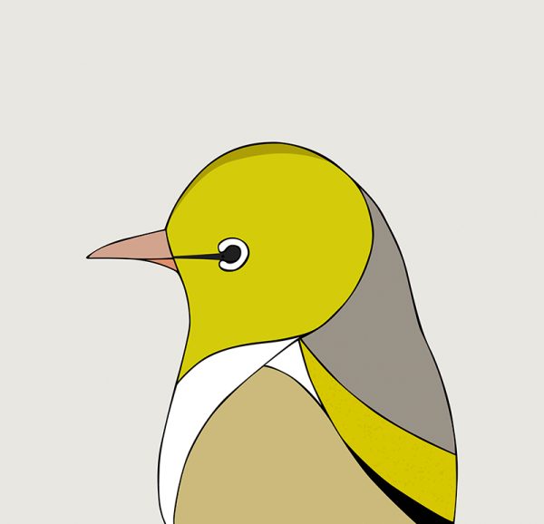 Silvereye - Image 3