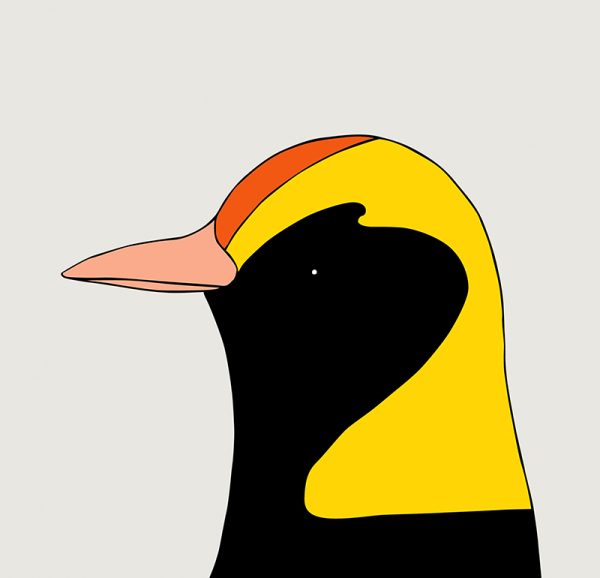Regent Bowerbird - Image 3