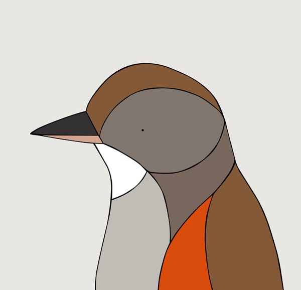 Eastern Bristlebird - Image 3