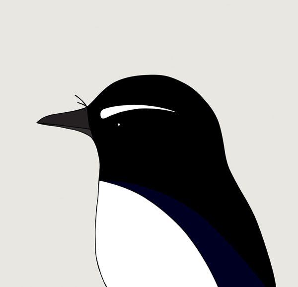 Willie Wagtail - Image 3