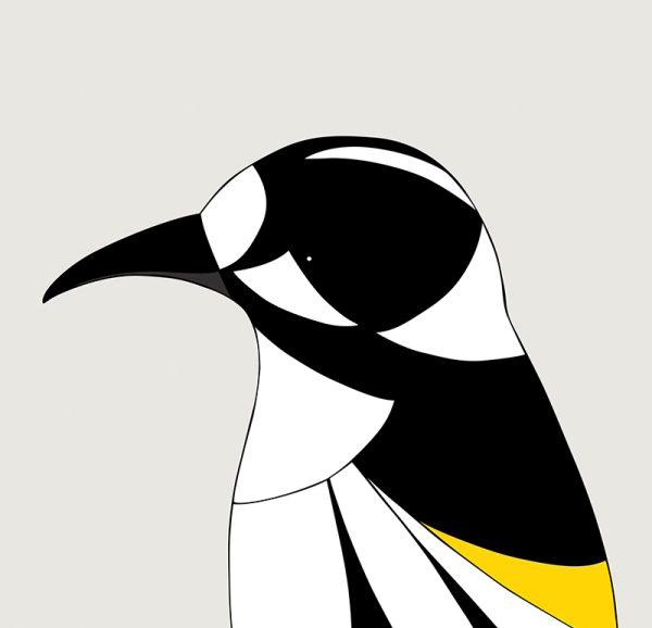 New Holland Honeyeater - Image 3