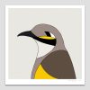 Yellow-faced Honeyeater