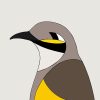 Yellow-faced Honeyeater - Image 3