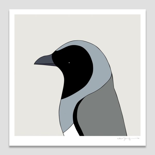 Black-faced Cuckoo-shrike