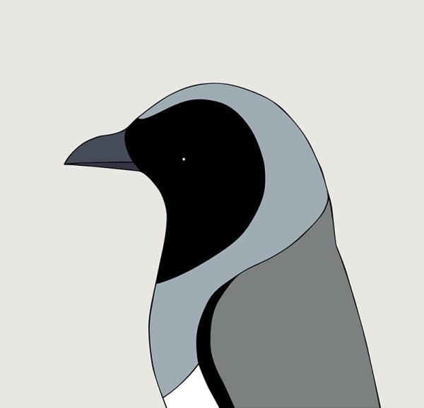 Black-faced Cuckoo-shrike - Image 3