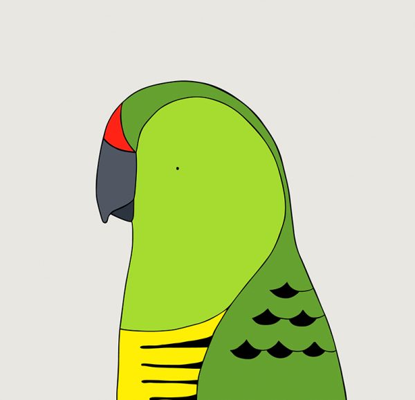 Eastern Ground Parrot - Image 3