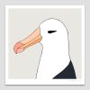 Black-browed Albatross