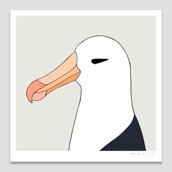 Black-browed Albatross