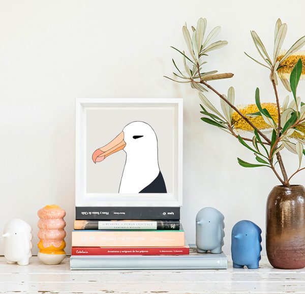 Black-browed Albatross - Image 2