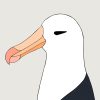 Black-browed Albatross - Image 3