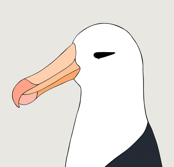 Black-browed Albatross - Image 3