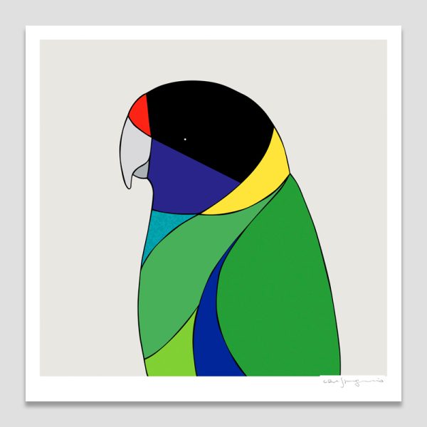 Australian Ringneck