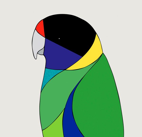 Australian Ringneck - Image 3