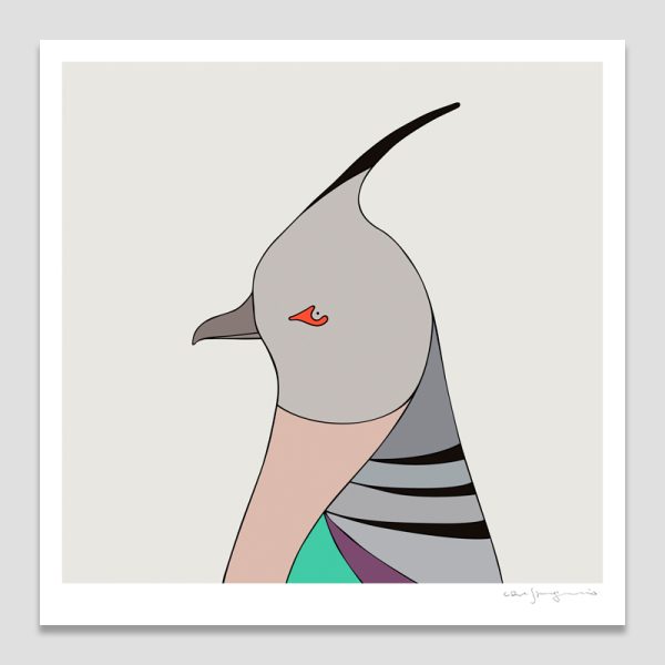Crested Pigeon