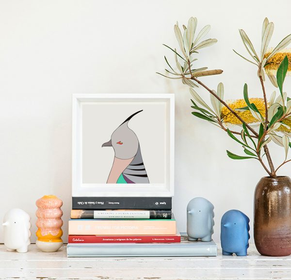 Crested Pigeon - Image 2