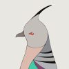 Crested Pigeon - Image 3