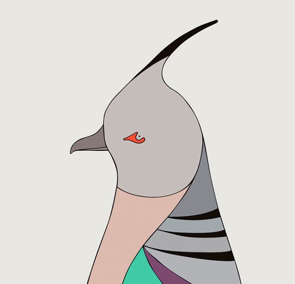 Crested Pigeon - Image 3