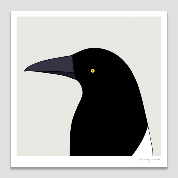 Pied Currawong