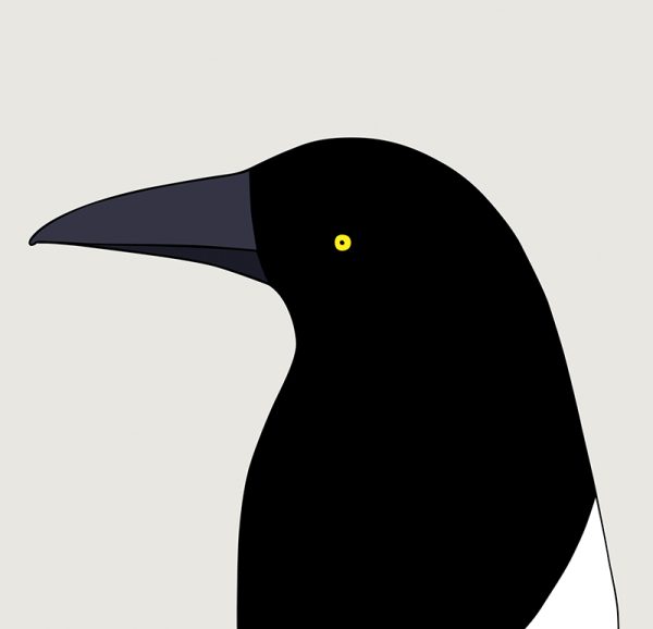 Pied Currawong - Image 3