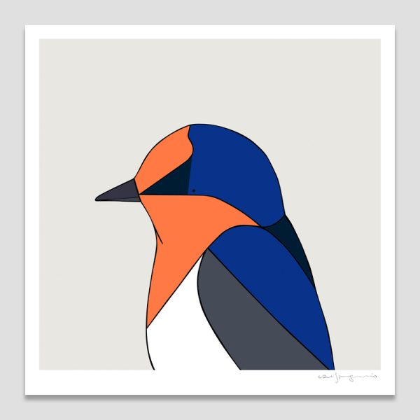 Welcome Swallow