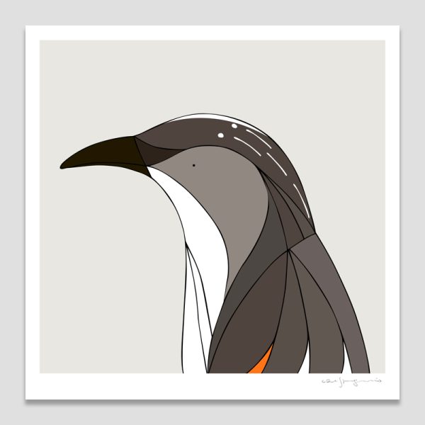 Little Wattlebird