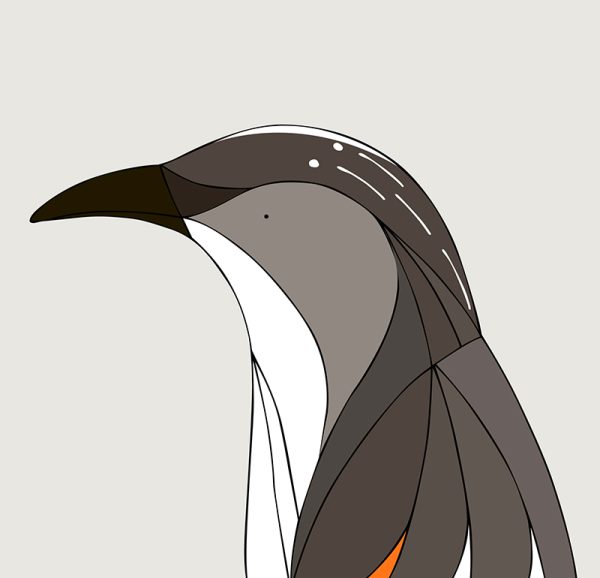 Little Wattlebird - Image 3