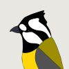 Crested Shrike-tit - Image 3