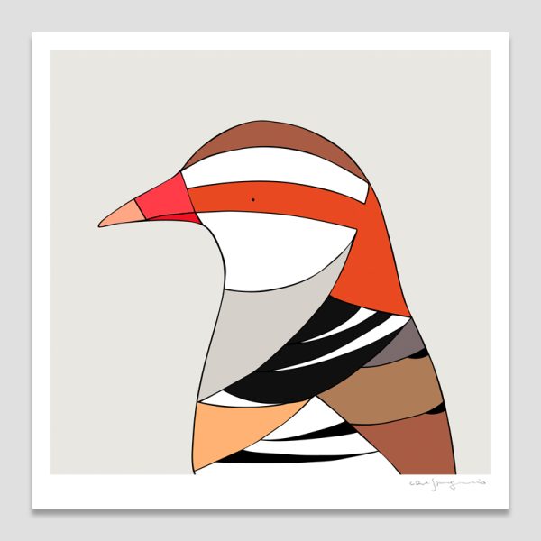 Buff-banded Rail