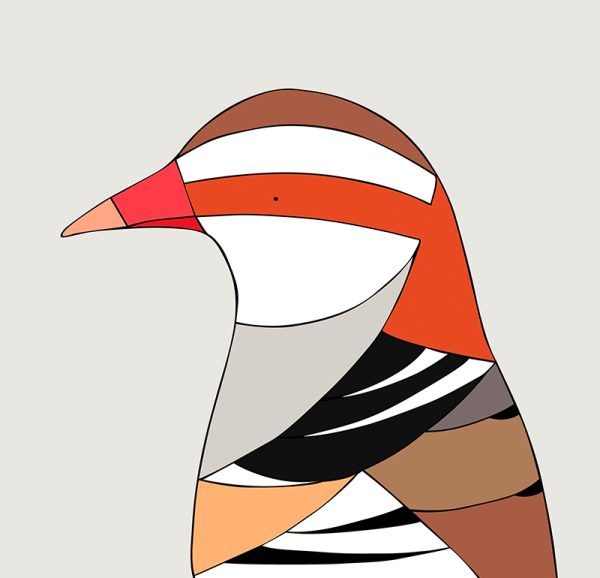 Buff-banded Rail - Image 3