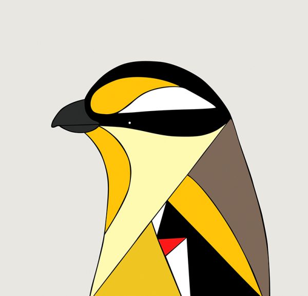 Striated Pardalote - Image 3