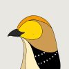 Forty-spotted Pardalote - Image 3