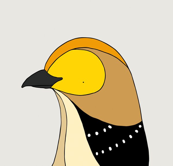 Forty-spotted Pardalote - Image 3