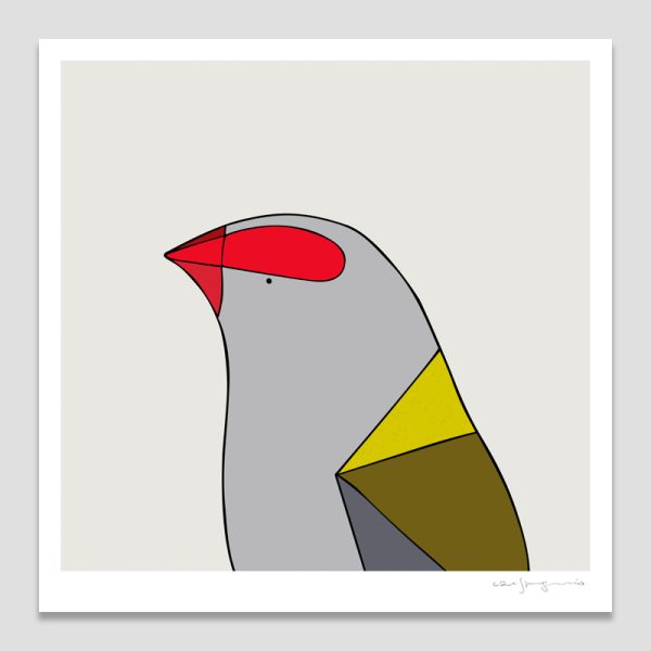 Red-browed Finch
