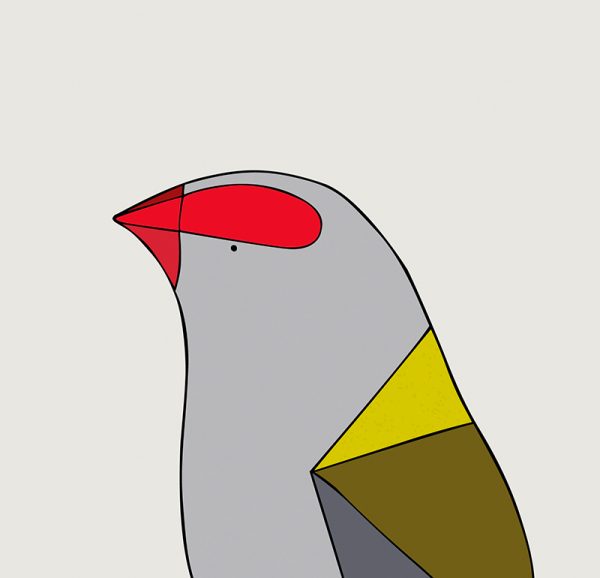 Red-browed Finch - Image 3