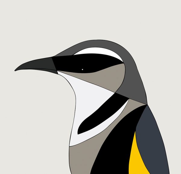 Crescent Honeyeater - Image 3