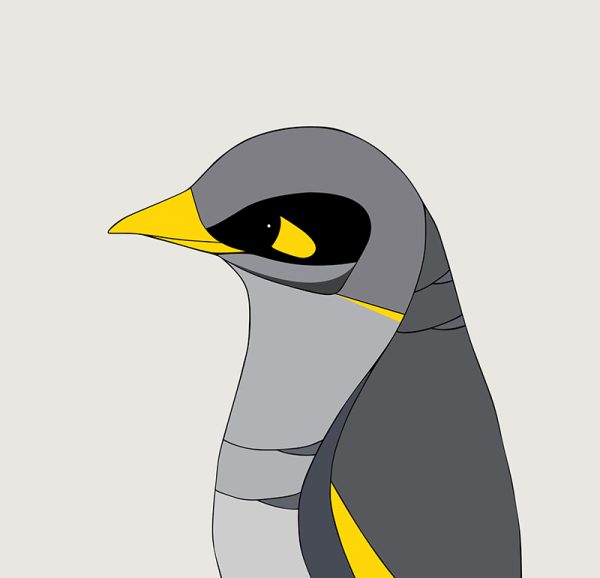 Black-eared Miner - Image 3