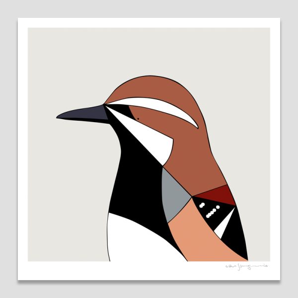 Chestnut Quail-thrush