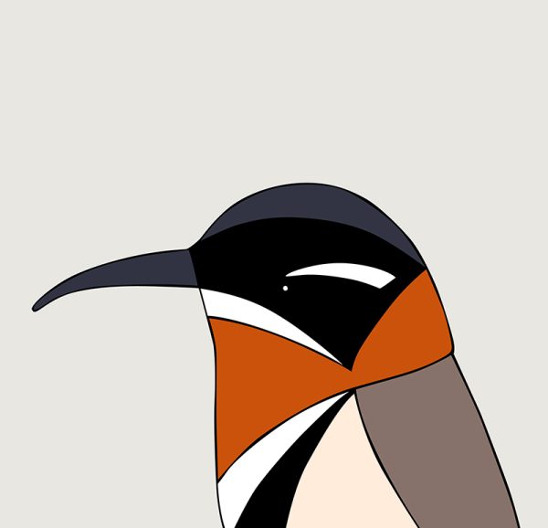 Western Spinebill - Image 3