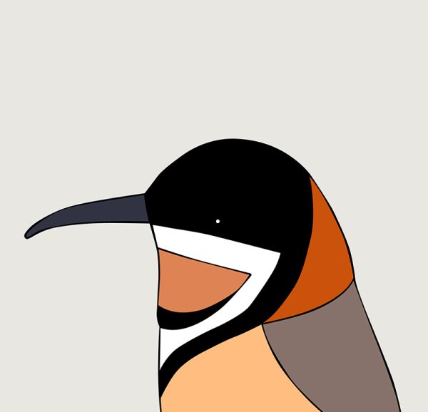Eastern Spinebill - Image 3