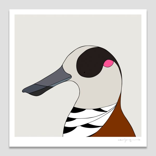 Pink-eared Duck