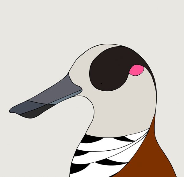 Pink-eared Duck - Image 3