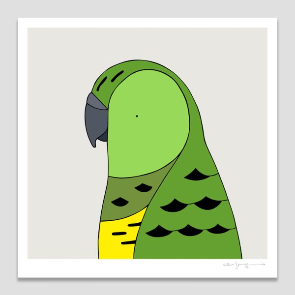 Night Parrot