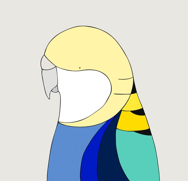 Pale-headed Rosella - Image 3