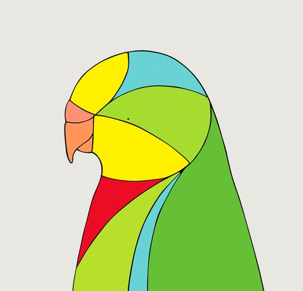 Superb Parrot - Image 3