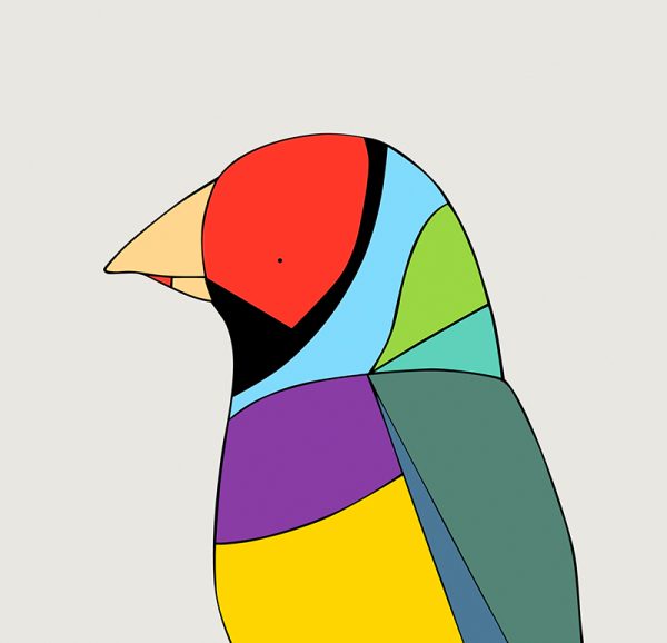 Gouldian Finch - Image 3