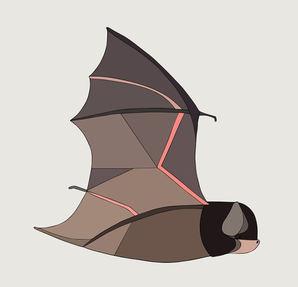 Gould's Wattled Bat - Image 3
