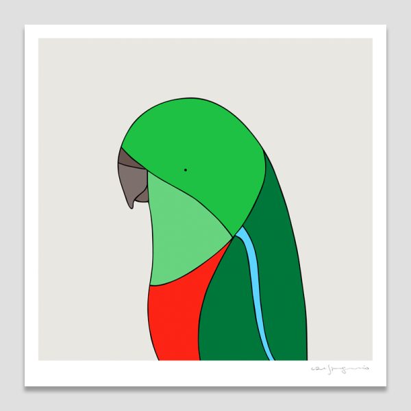 King Parrot (female)